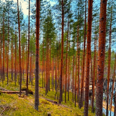 Spring holiday Finland in Cottage