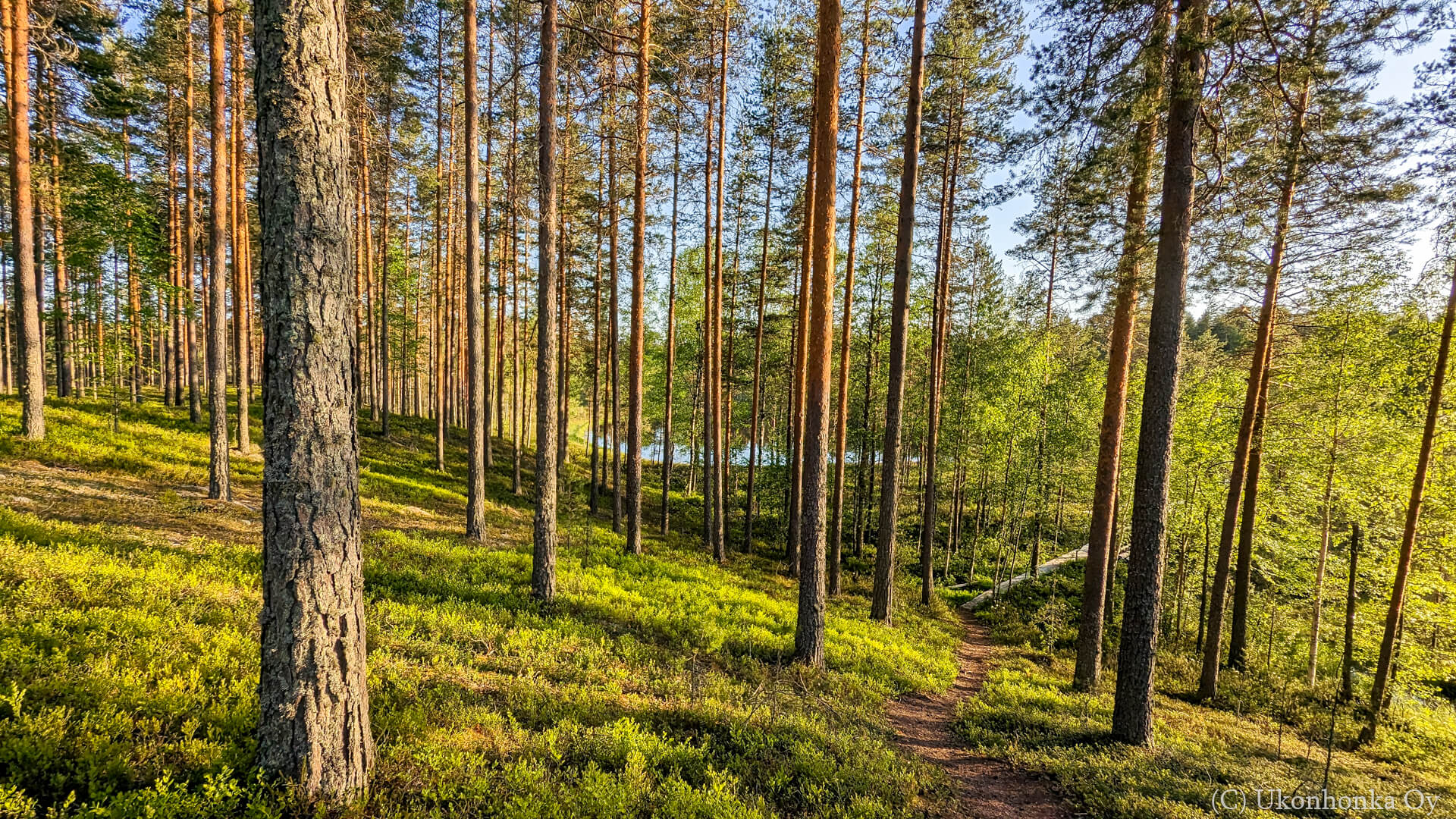 Finnish Forest Landscape